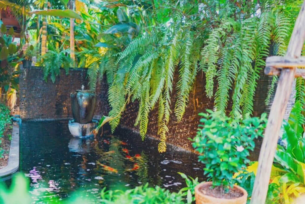 makkha-spa koi-pond garden-design water-feature